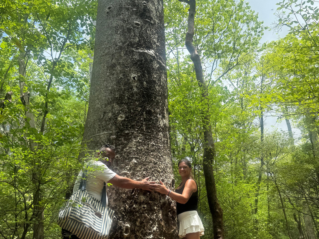 Ankarana Special Reserve-迪亚哥苏亚瑞必去景点