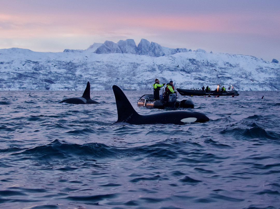 Majestic Whale Encounters-Foa Island必去景点