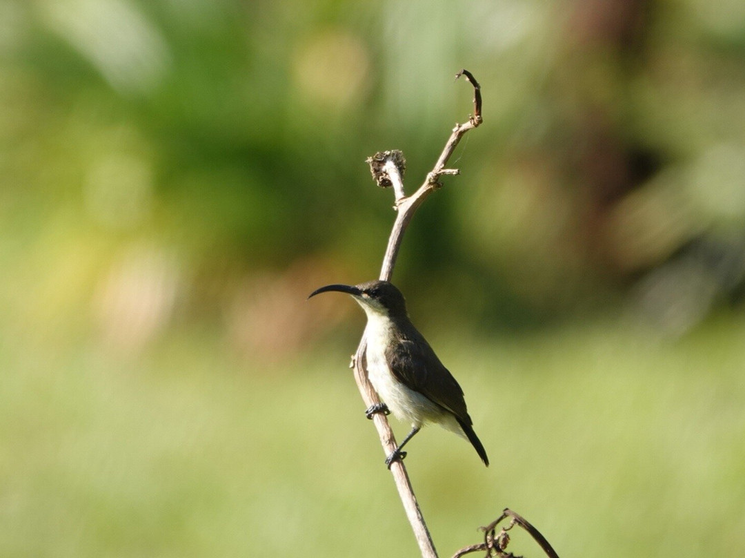 Wayanad Nature Tours-卡尔贝塔必去景点