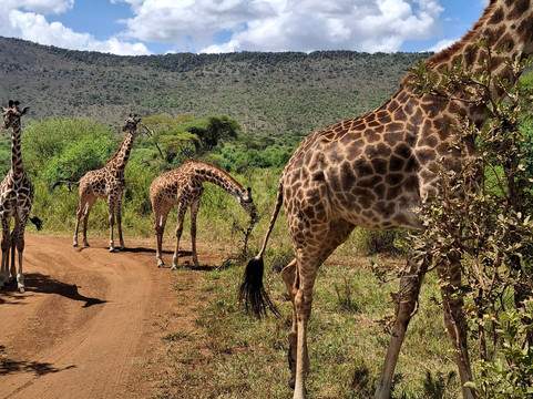 Ndarasi Safari-阿鲁沙必去景点