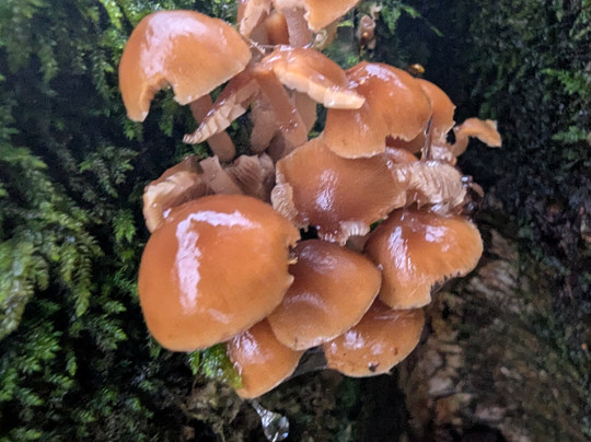 Mere Sands Wood Nature Reserve-Rufford必去景点