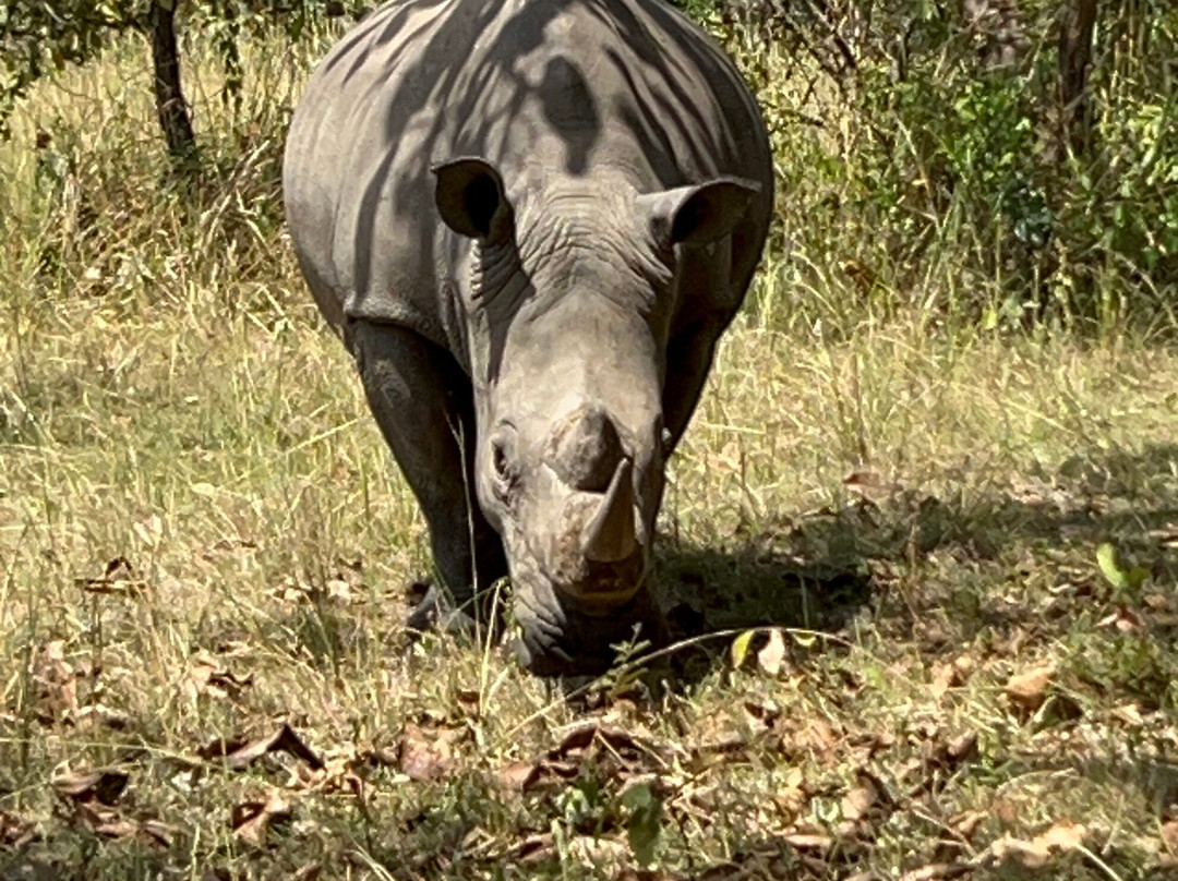 Lulu safaris, uganda-坎帕拉必去景点