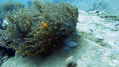 Sunrise Divers-卡伦必去景点