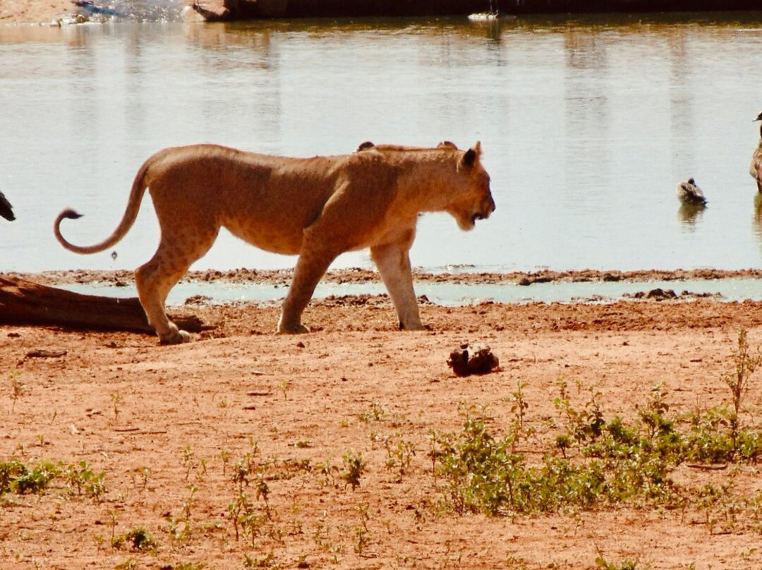 Scopri il Kenya con Nicholas-瓦塔木必去景点