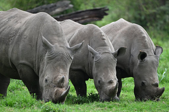 Nairobi Specialists Safaris, Car Hire, Drivers-内罗毕必去景点