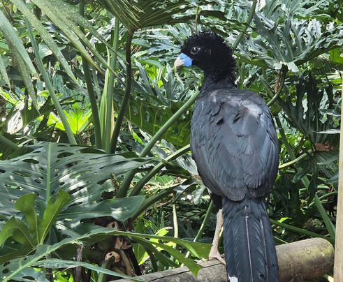 Bioparque Ukumarí-佩雷拉必去景点