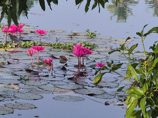 Ayana's Homestay主图