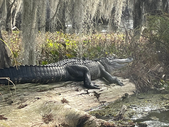 Louisiana Swamp Tours-布里奥克斯桥必去景点