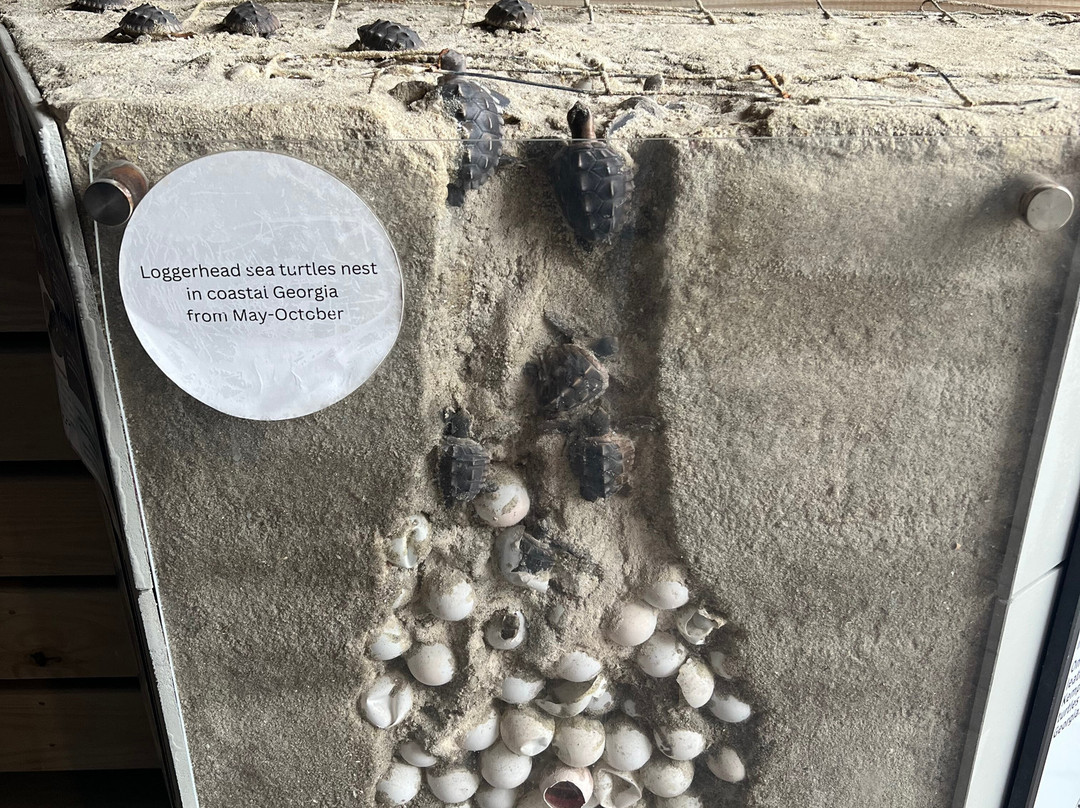 Tybee Island Marine Science Center-泰碧岛必去景点