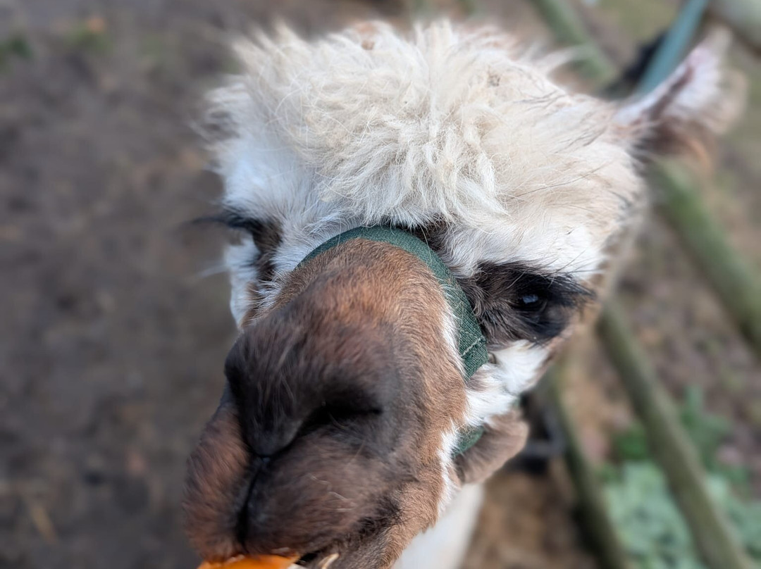Woodlands Alpaca Farm-沃灵顿必去景点