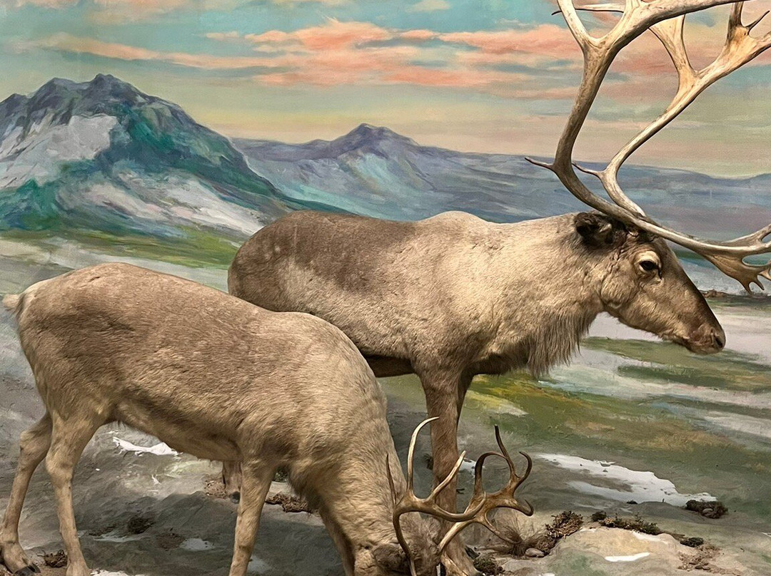 森肯伯格自然历史博物馆-法兰克福必去景点