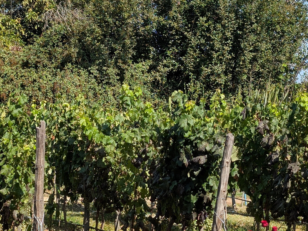 Campo La Quirinca-Isla de Maipo必去景点