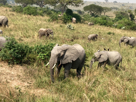 Africa Runners Company-坎帕拉必去景点