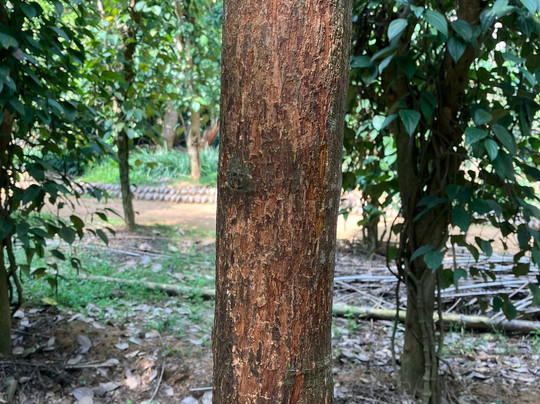 Kandy Spice Walk-康提必去景点