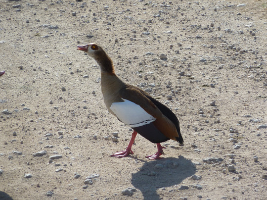 Belair Adventures And Safaris Limited