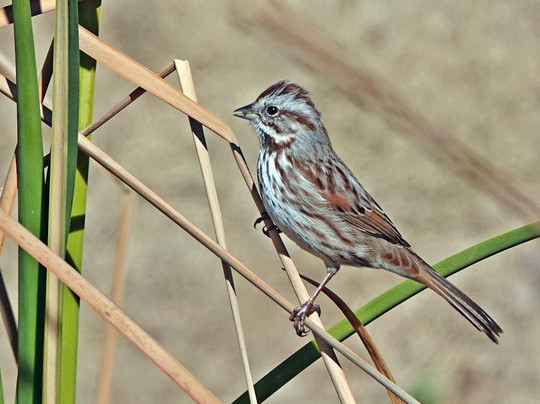 Twin Lakes Golf Course-Willcox必去景点