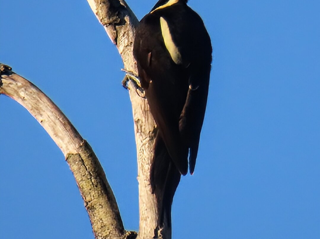 Angel Castillo-Birding Tours-巴利亚多利德必去景点