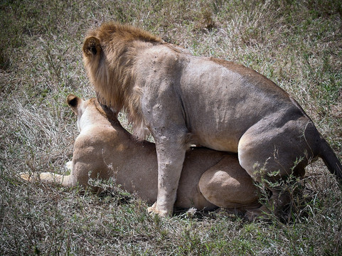 Tanganyika Expeditions-阿鲁沙必去景点