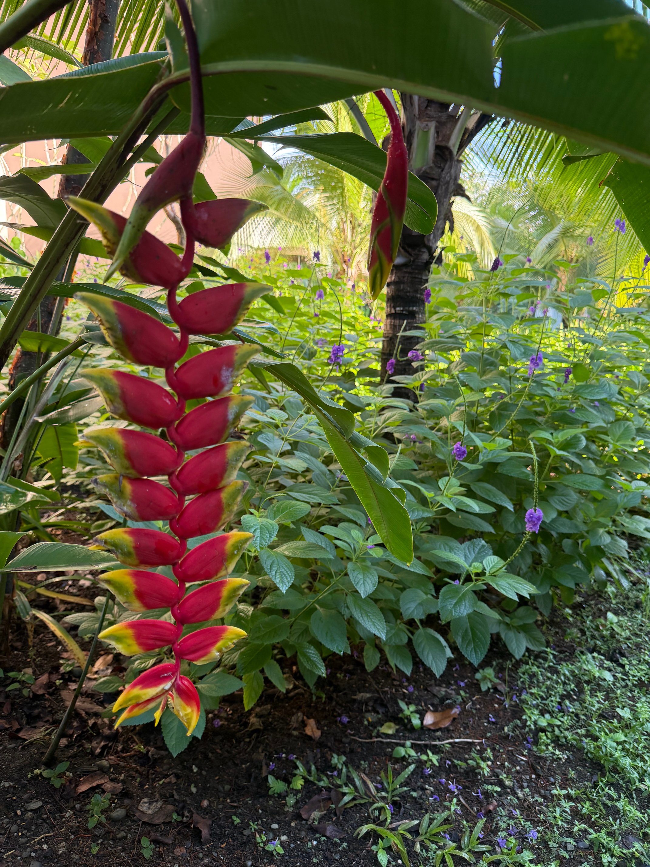 Botanika Osa Peninsula, Curio Collection by Hilton-官方