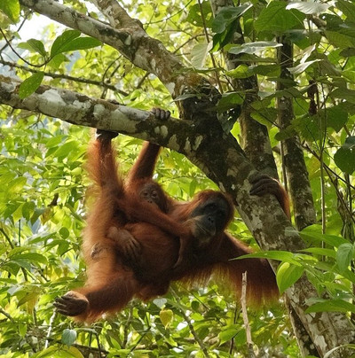 Sumatra Orangutan Tours-武吉拉旺必去景点