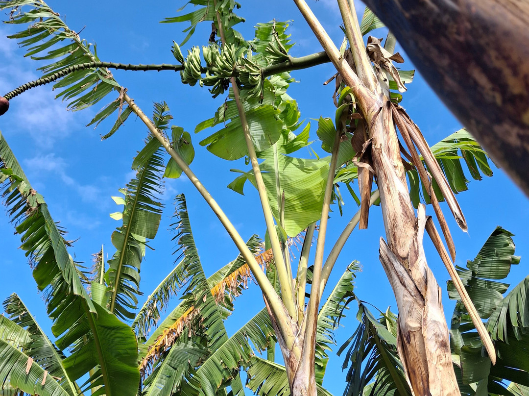 La Rekompensa Mundo del Plátano-Arucas必去景点