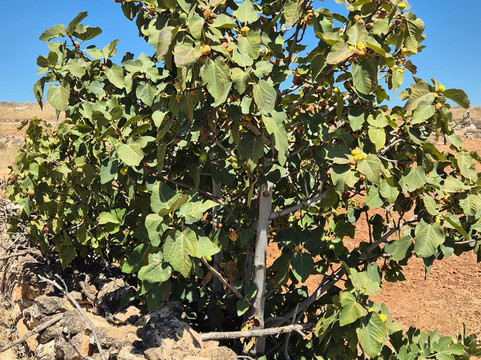 Midyat Old City-Midyat必去景点