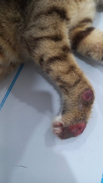 埃尔莫拉蒂卡普玛哈蒂亚酒店-官方