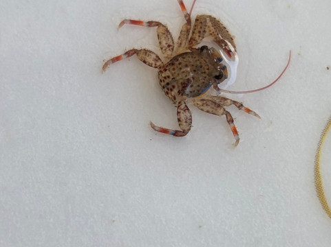 Mismaloya Adventures-Mismaloya必去景点