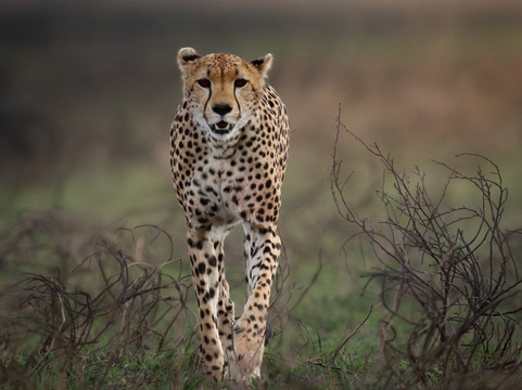 Rhythms of Nature-内罗毕必去景点