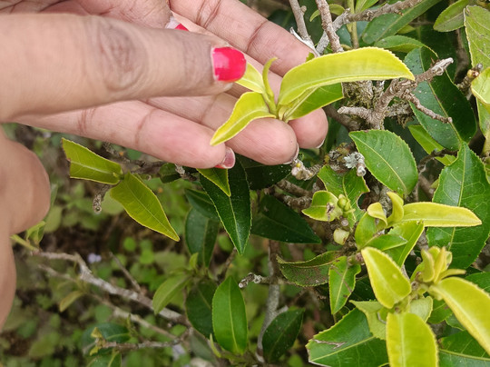 Kerala Taxis-柯钦必去景点