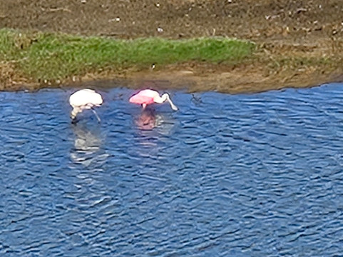 Cockroach Bay Aquatic Preserve-Ruskin必去景点