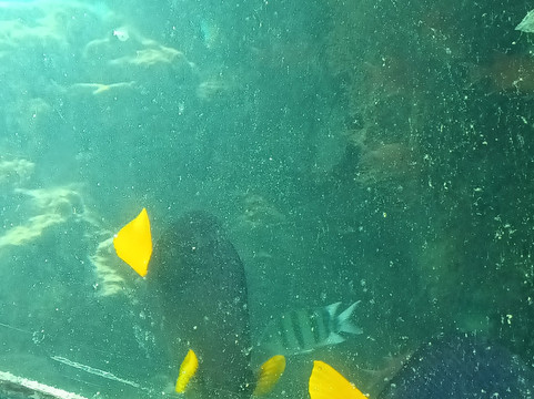 Underwater Observatory Marine Park-埃拉特必去景点