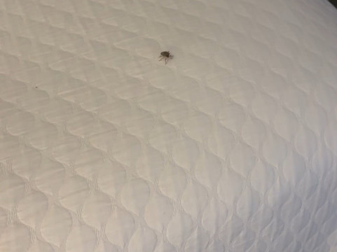 丽笙乡村套房酒店 - 田纳西塞维尔维尔柯达主图