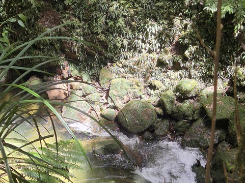 Real  Native  -  Walking Retreat-Te Awamutu必去景点