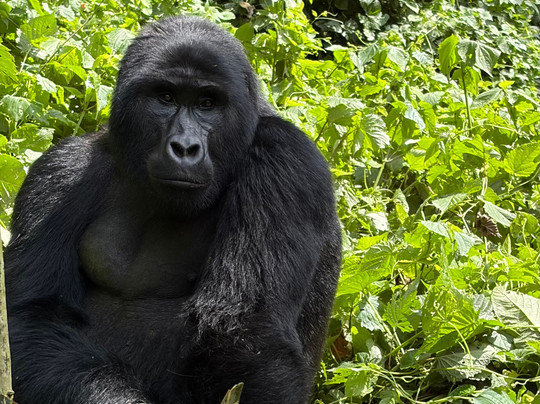 Gorilla Safari Consultants-坎帕拉必去景点