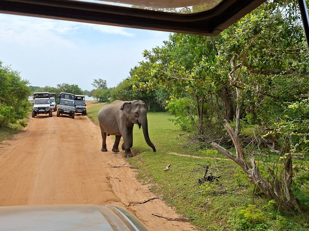 Yala Dreams Wild Safari Tours Sri Lanka-蒂瑟默哈拉默必去景点