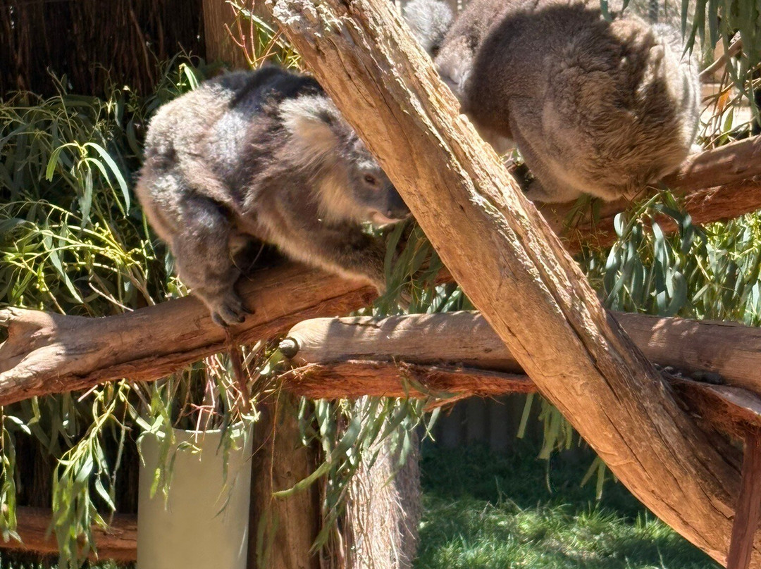 Ballarat Wildlife Park-巴拉瑞特必去景点