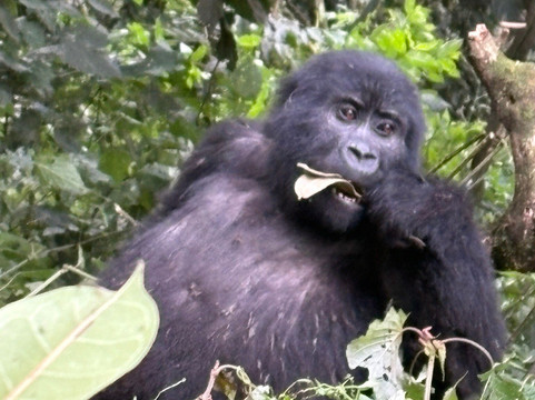 Gorilla and Adventure Safaris-Wakiso必去景点