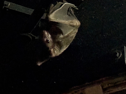 Shepreth Wildlife Park-Shepreth必去景点