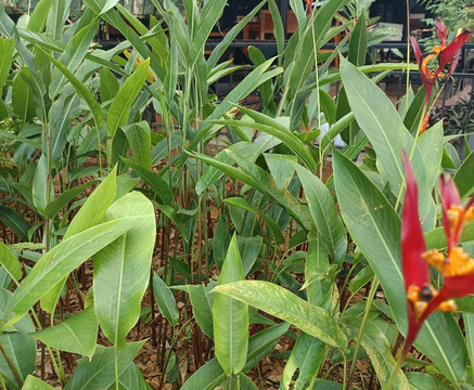 花瓣度假村主图