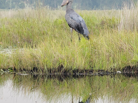 Muyaayu Wild Safaris-Mpigi必去景点