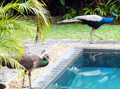 Luxurious Lanka-Ekala必去景点