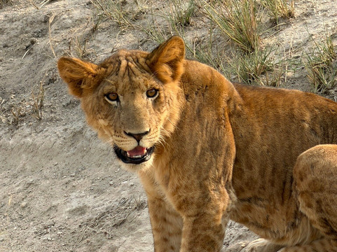 Albrieux Africa Tours Uganda Ltd-坎帕拉必去景点