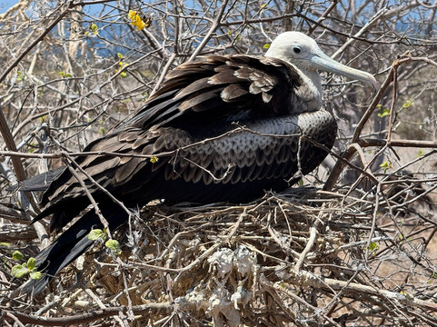 Galapagos Best Option-阿约拉港必去景点