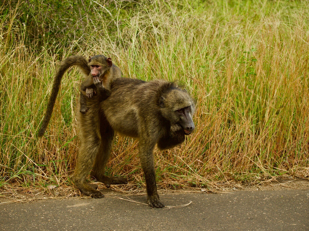 Legends of Africa-霍德斯普鲁特必去景点
