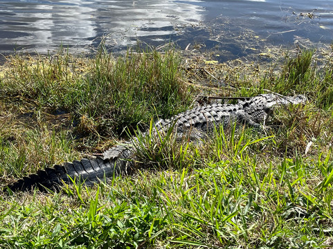 Lake Apopka Wildlife Drive-Apopka必去景点