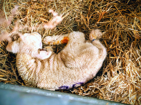 South Lakes Farm Experiences-Grange-over-Sands必去景点