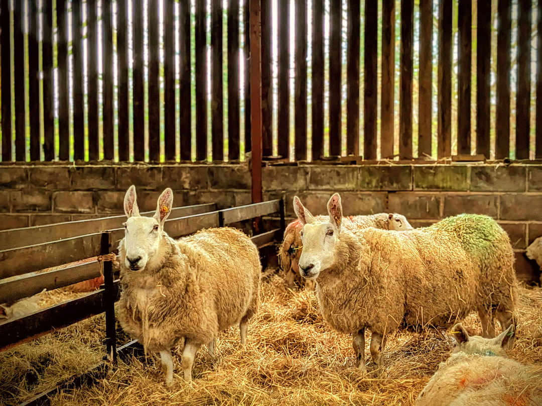 South Lakes Farm Experiences-Grange-over-Sands必去景点