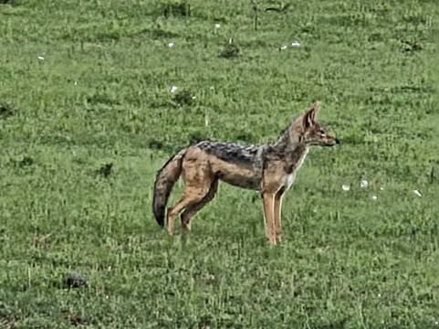 Morningstar Tours and Travel-Syokimau必去景点