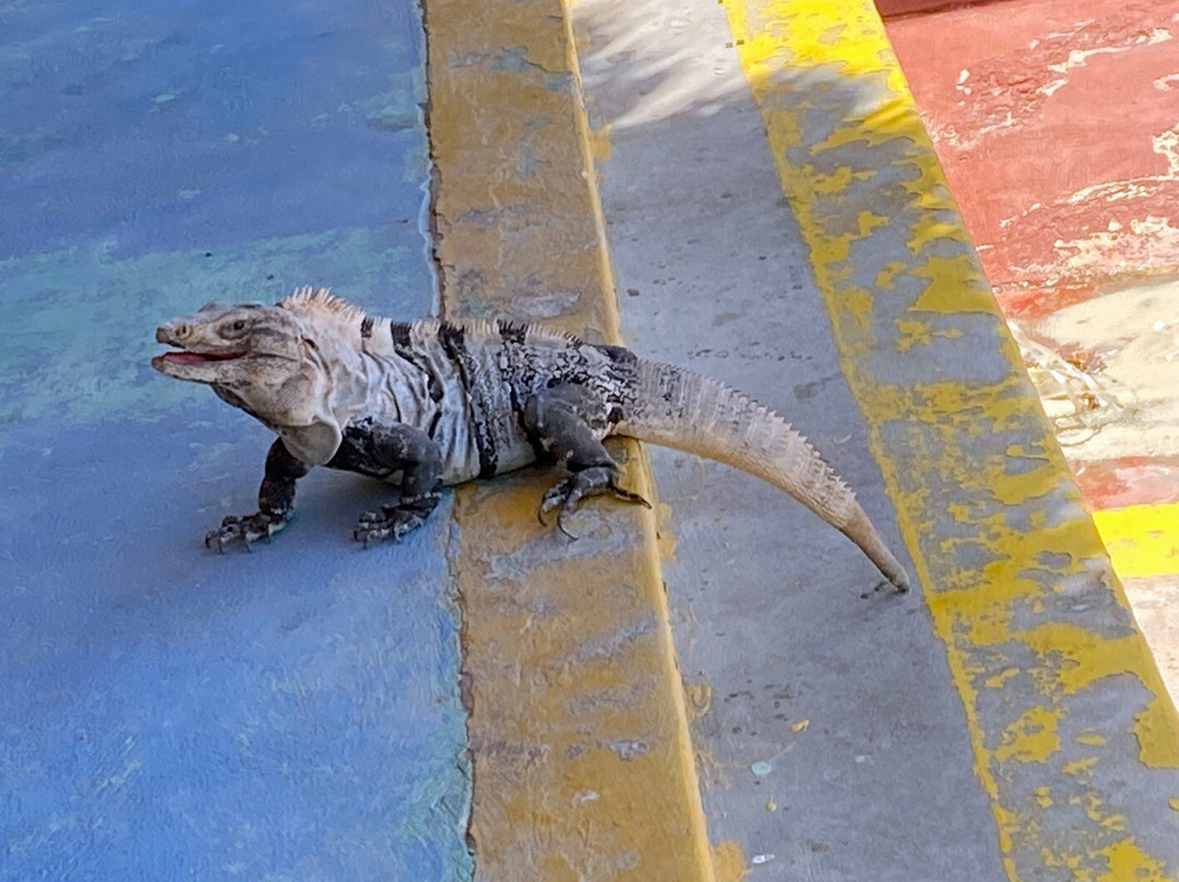 Garrafon De Castilla Beach Club-女人岛必去景点